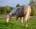 Czy stres może wpływać na problemy gastryczne koni – Havens